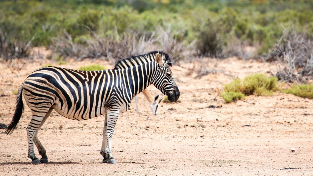 cape town safari